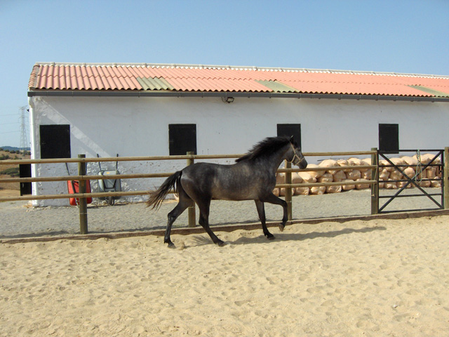 Spanien, Immobilie, Verkauf, Finca, ländliches Anwesen, Reitanlage, Reitplatz Naturliebhaber, Pferdeliebhaber, Alleinlage, Costa del Sol, Andalusien, Pferdeboxen, Pool, Spa, Sauna, Pferdekoppeln, Ferien, Gästeappartments, Sotogrande, Luxus Anwesen, Cadiz, Sauna, Hammam