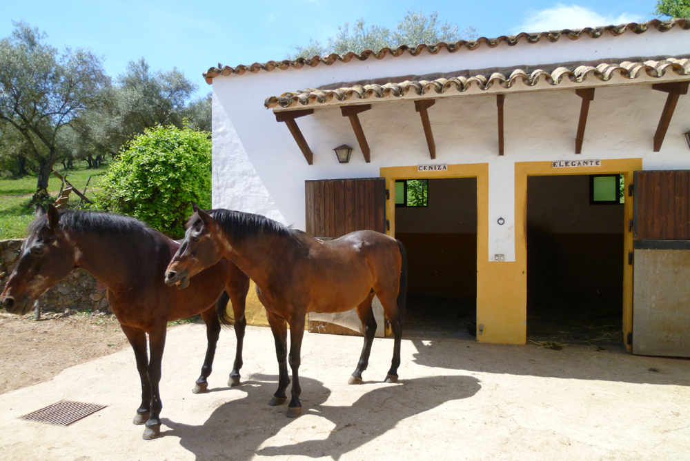 Spanien, Immobilie, Verkauf, Finca, ländliches Anwesen, Reitanlage, Reitplatz Naturliebhaber, Pferdeliebhaber, Alleinlage, nahe Sevilla, Huelva, Andalusien, Pferdeboxen, Pool, Appartment, Pferdekoppeln, Ferien, Gästeappartments, Aracena, Luxus Anwesen, Idyllisches Anwesen, Cortijo, Reitimmoblie, Landhaus, Stall, Südspanien, Olivenhain, Schwimmbad, Casita, Brunnen