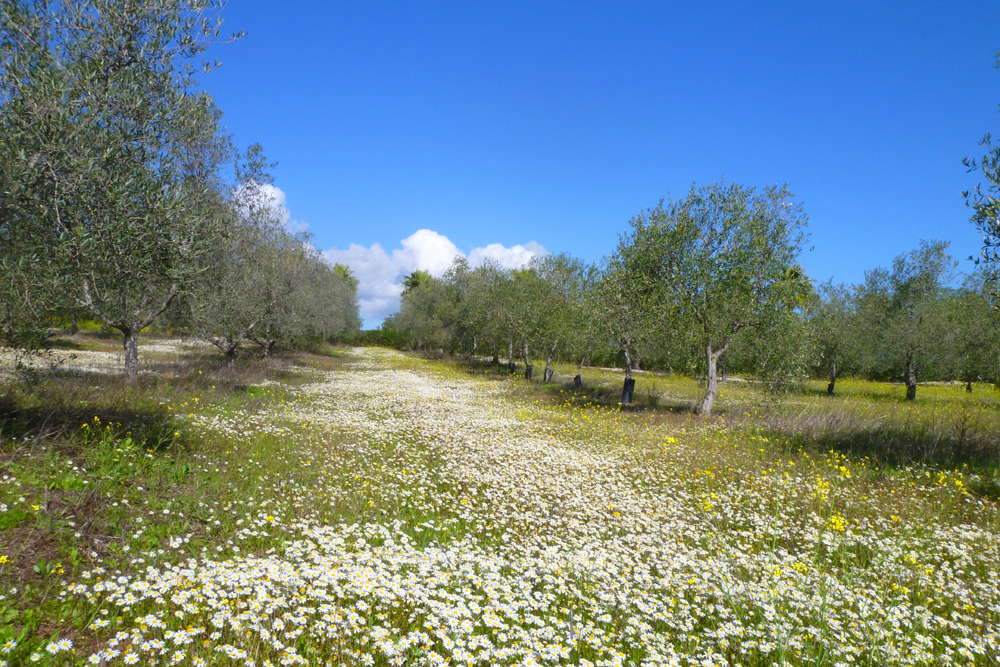 Spanien, Immobilie, Verkauf, Finca, ländliches Anwesen, Reitanlage, Reitplatz Naturliebhaber, Pferdeliebhaber, Alleinlage, Sierra de Sevilla, Andalusien, Pferdeboxen, Pferdekoppeln, Ferien, Gästeappartments, Sevilla, Luxus Anwesen, Olivenhain, Cortijo, Patio