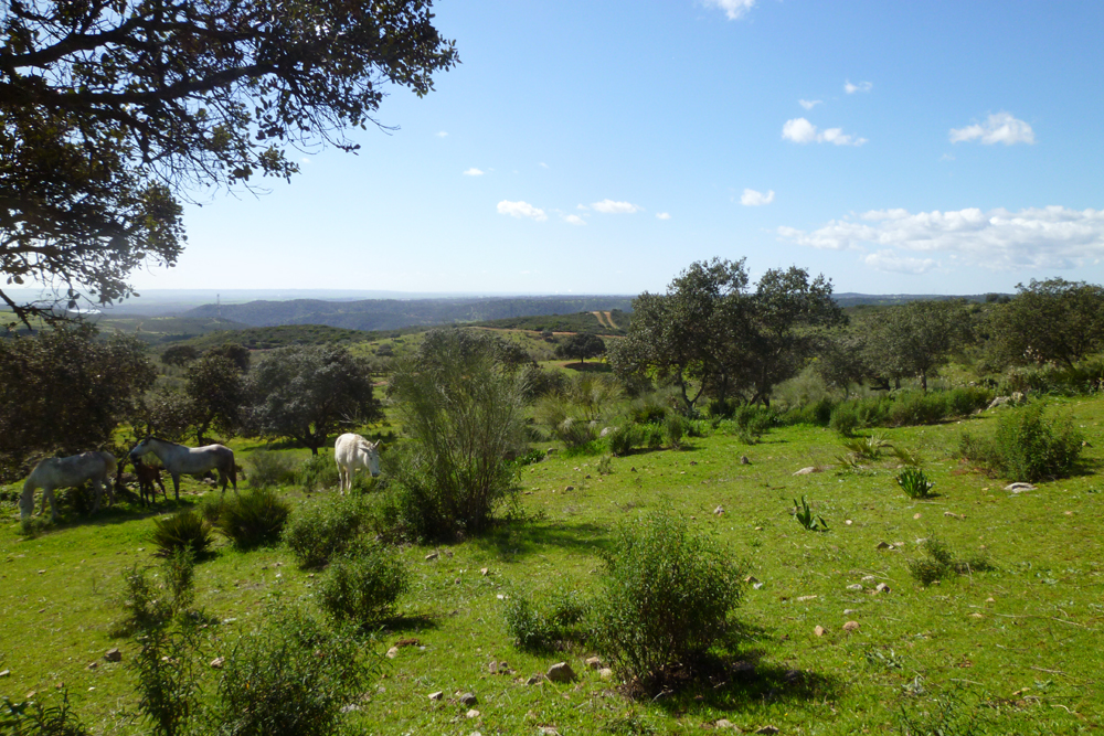 Spanien, Immobilie, Verkauf, Finca, ländliches Anwesen, Reitanlage, Reitplatz Naturliebhaber, Pferdeliebhaber, Alleinlage, Sierra de Sevilla, Andalusien, Pferdeboxen, Pferdekoppeln, Ferien, Gästeappartments, Sevilla, Luxus Anwesen, Olivenhain, Cortijo, Patio